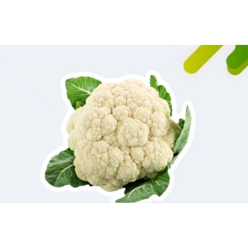 

Sayur Kembangkol Bersih tidak ada ulat / JAMIN SEGAR