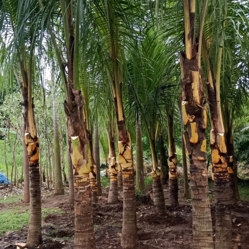 pohon kelapa kuning kelapa gading kuning