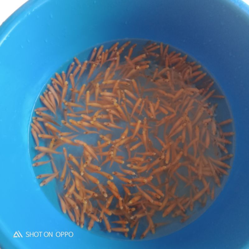 Bibit Ikan Terapi Lemon