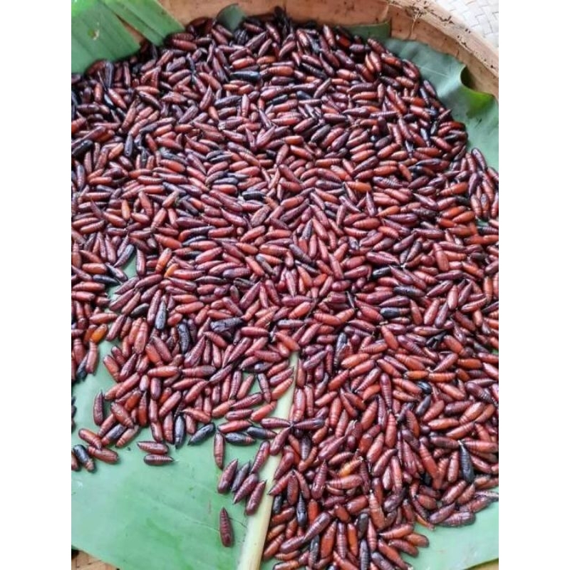 entung jati