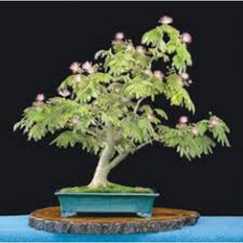jual pohon putri malu untuk buat bonsai super cantik elegan