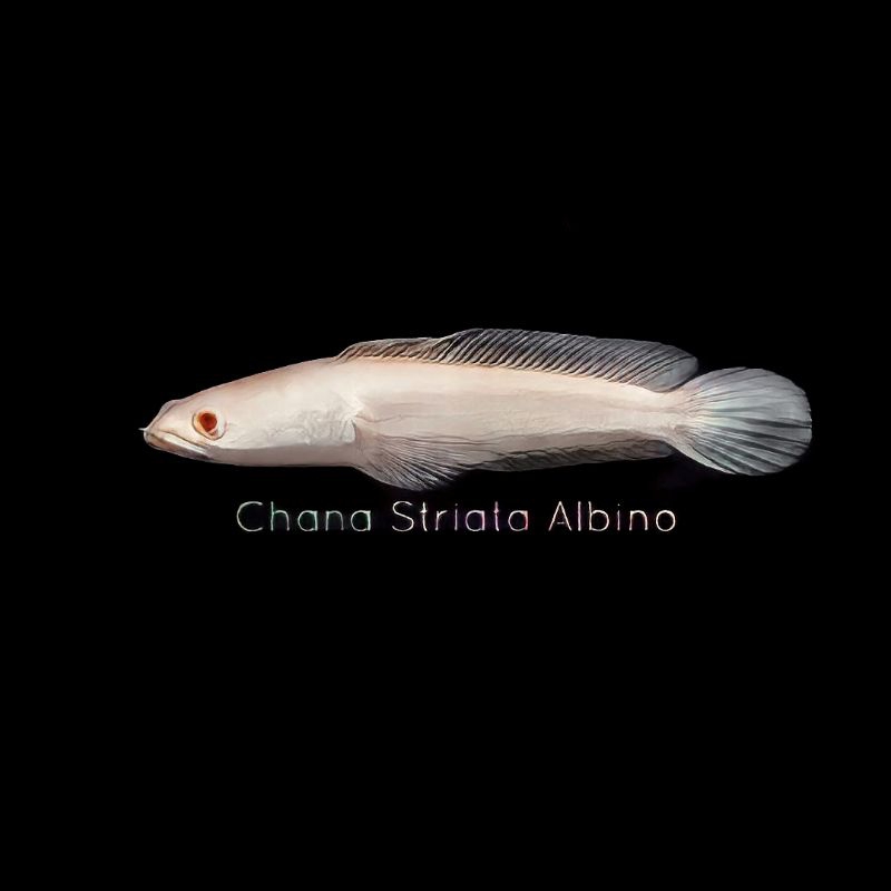 

stiker Striata albino