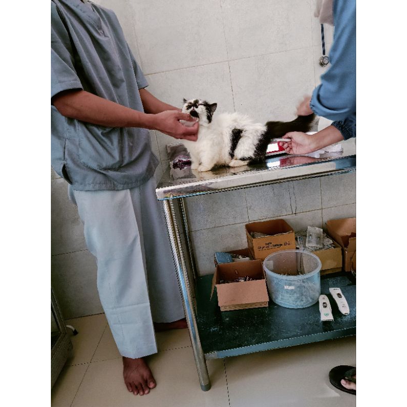 Kucing munchkin 11 bulan betina