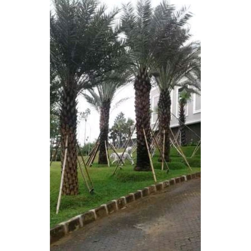 POHON KURMA AZWA BESAR TANAMAN KURMA RUMAHAN