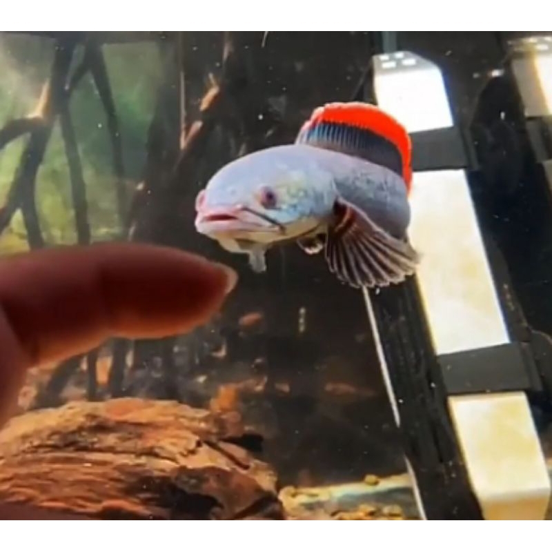 limbata sortiran rim merah tebal