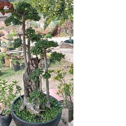 Bonsai Taman Serut Gruping 3Batang 1 Meter