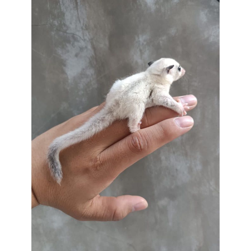 Sugar Glider wf white face platinum jantan