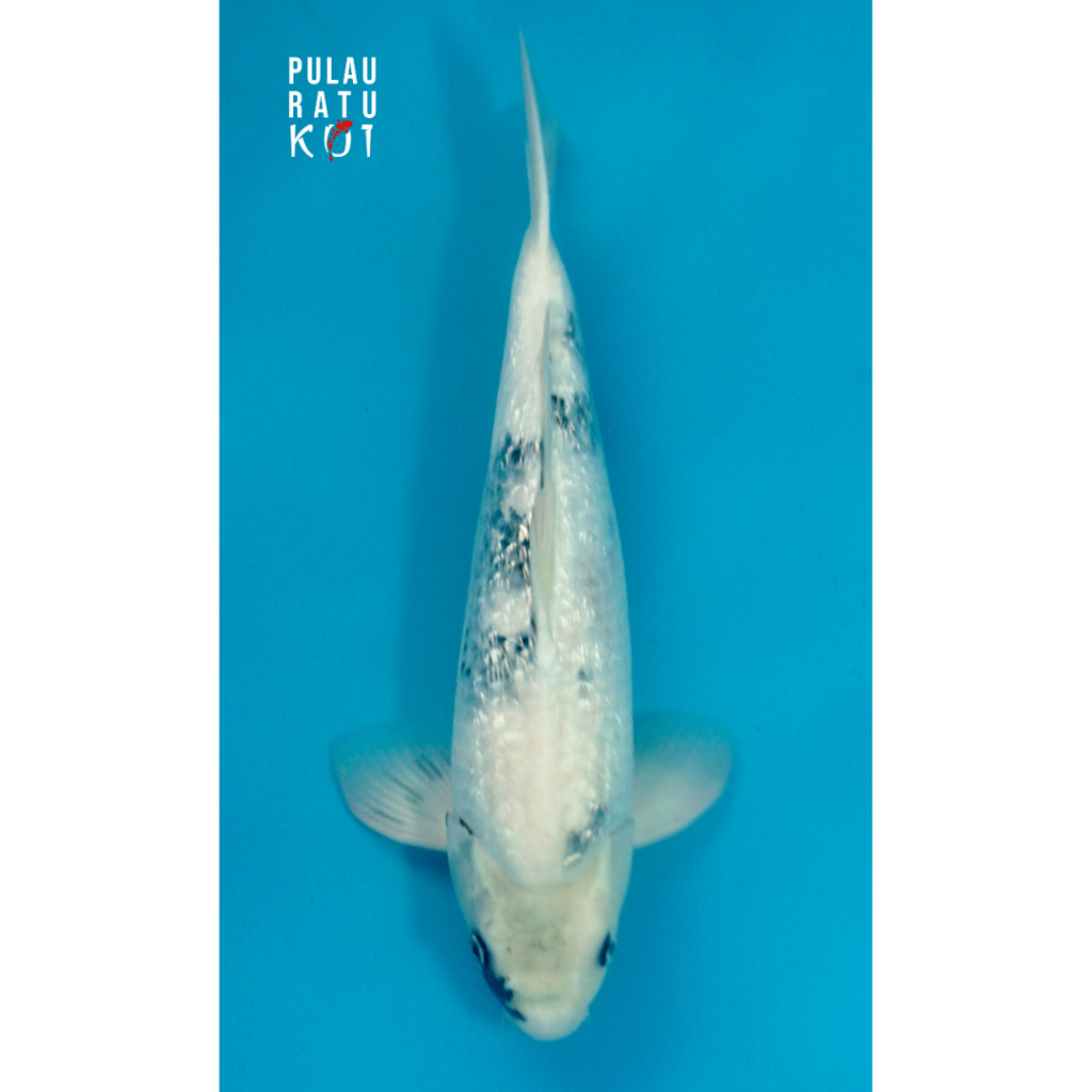 ginrin shiro omosako 50 bu male ikan koi import sertifikat breeder 2398