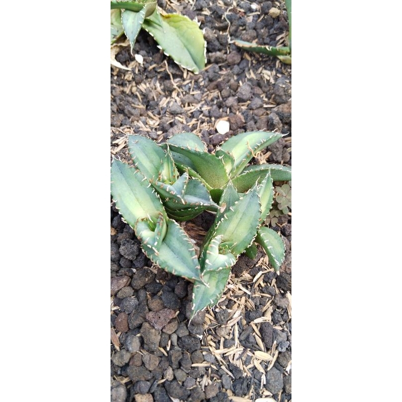 agave titanota solar eclipse/glow moon