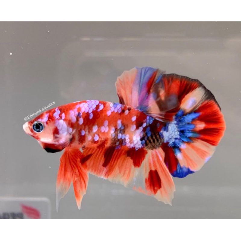 cupang bahan nemo galaxy, proses mutasi, indukan bagus