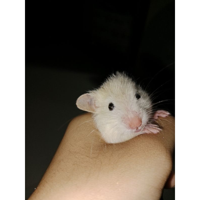 Hamster Syrian Short Hair