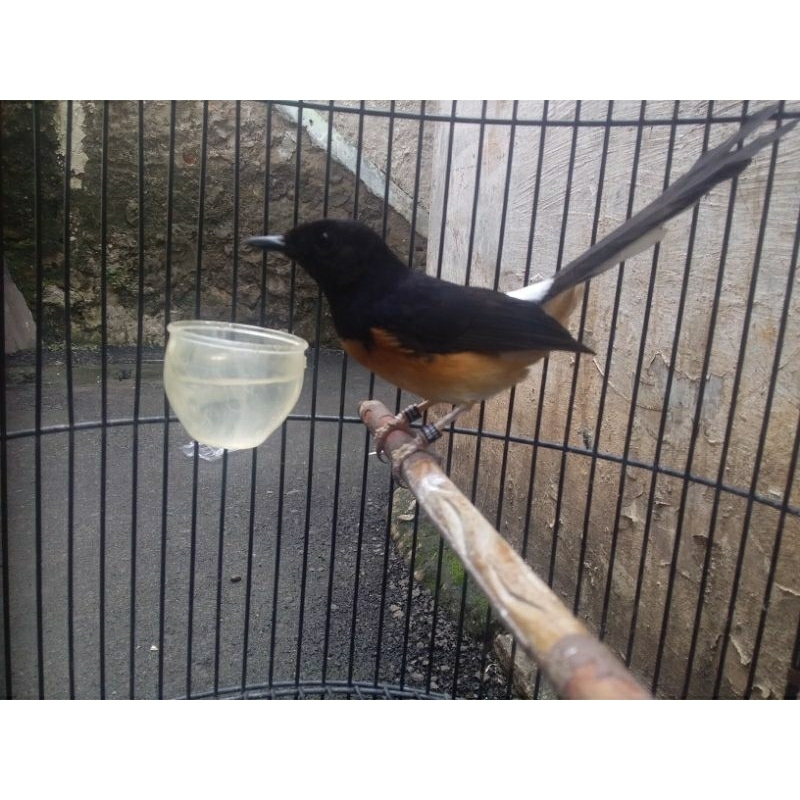 murai batu betina siapan trah figter pe 14cm