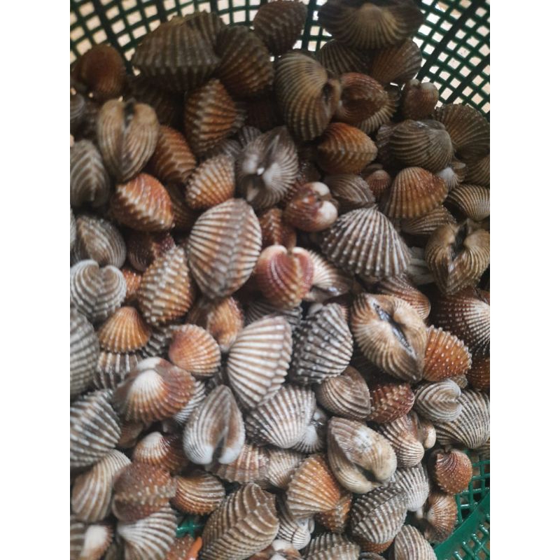 

kerang dara