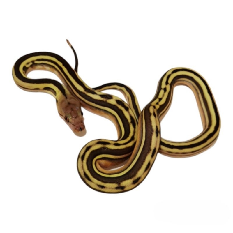 retic tiger phantom ph albino