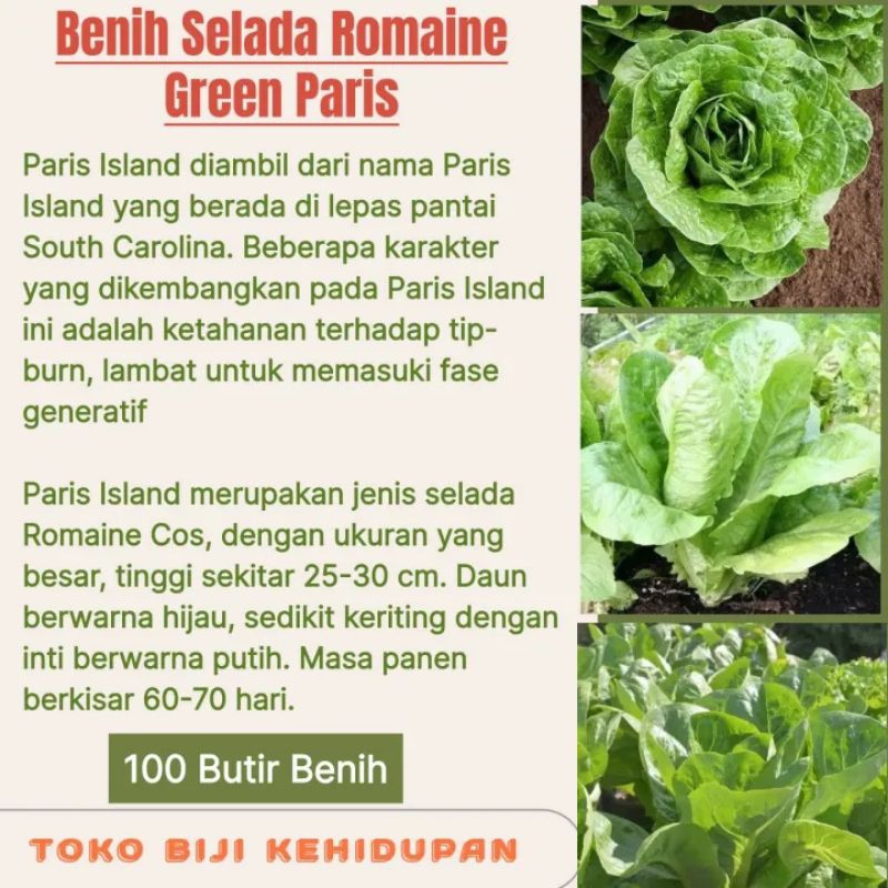 100 BIJI BENIH SELADA ROMAINE GREEN PARIS ISLAND
