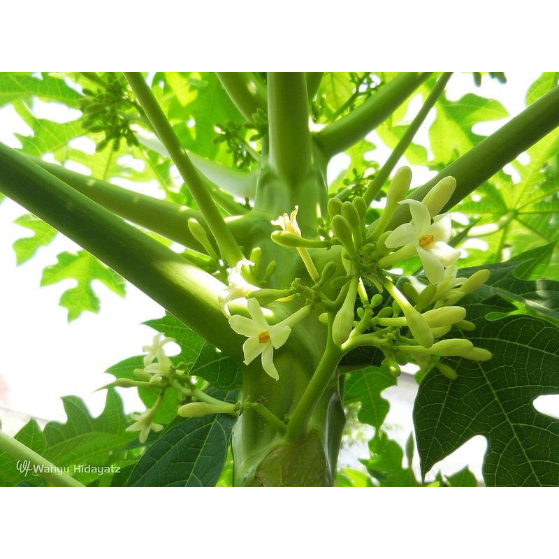 

BUNGA PEPAYA FRESH 500 gr murah