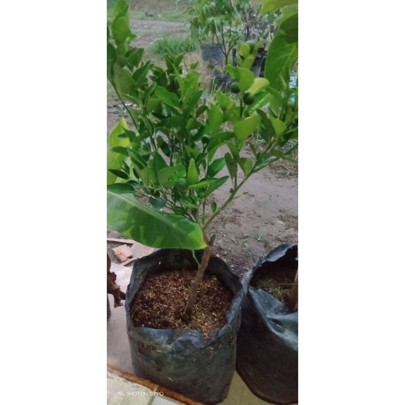 Bibit Jeruk Sambel/Limau Cepat Berbuah Lebat