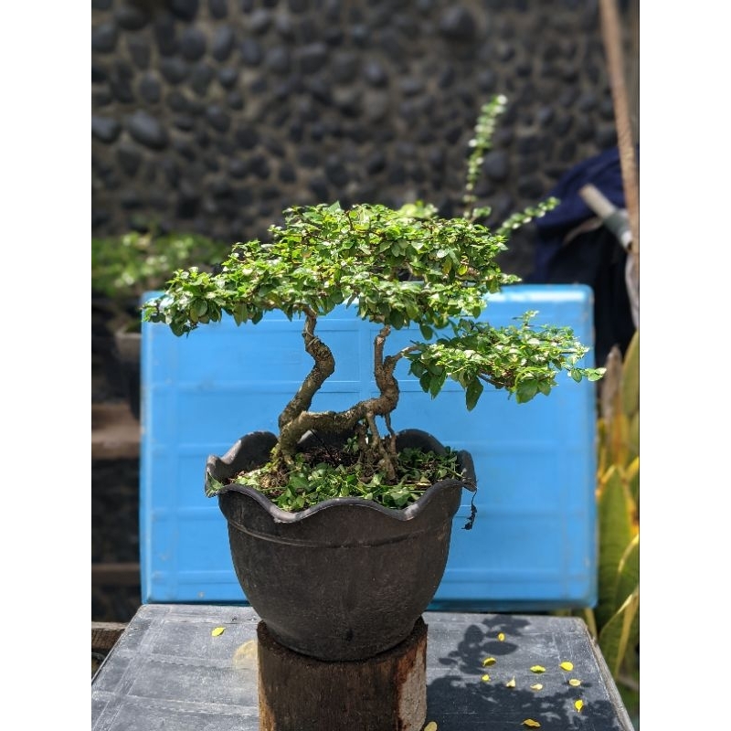 Bonsai Delima Batu Rimbun