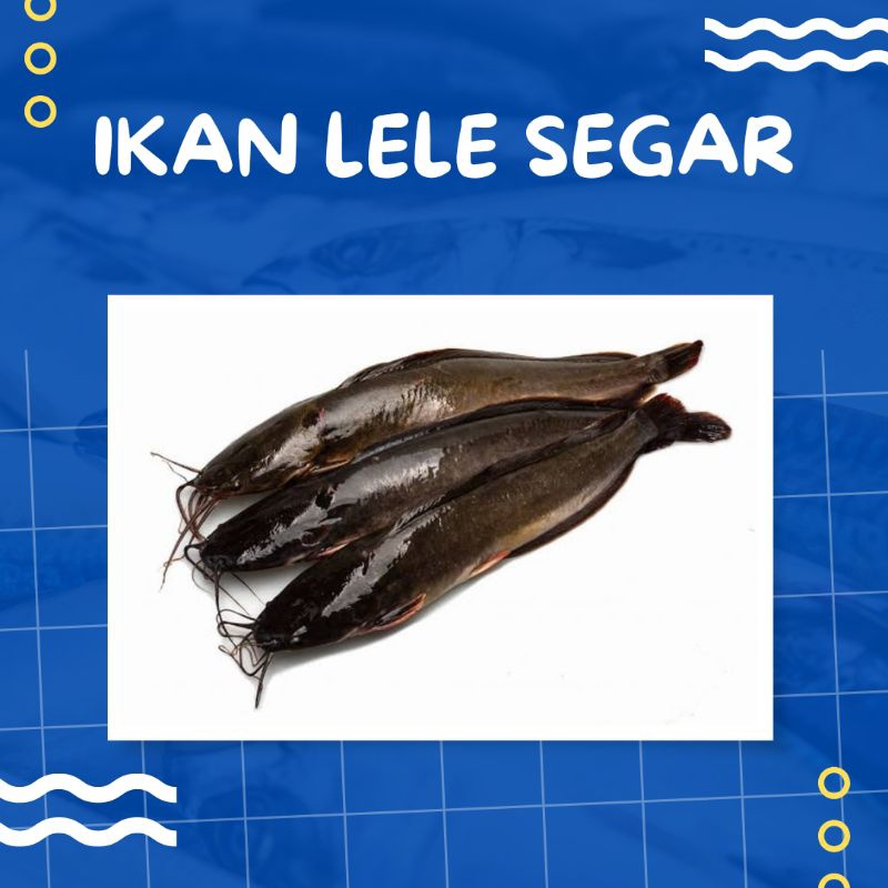 

IKAN LELE SEGAR