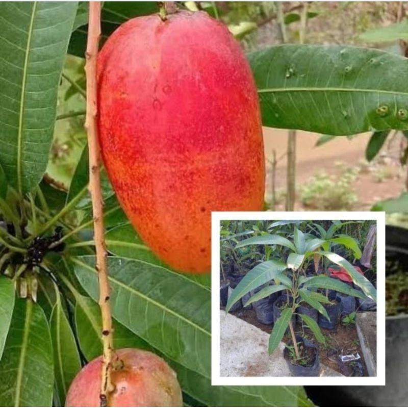 Bibit Tanaman Mangga Miyazaki Kondisi Siap Berbunga