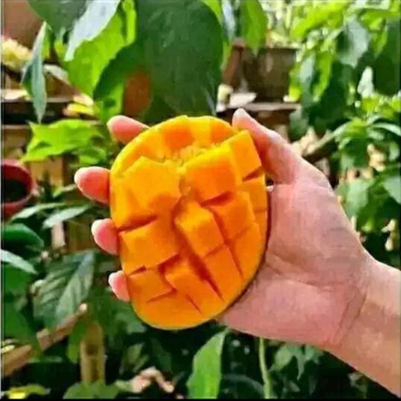 bibit mangga arumanis