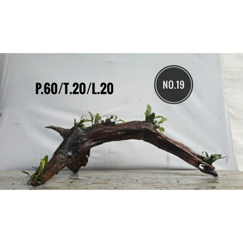 kayu tenggelam aquascape