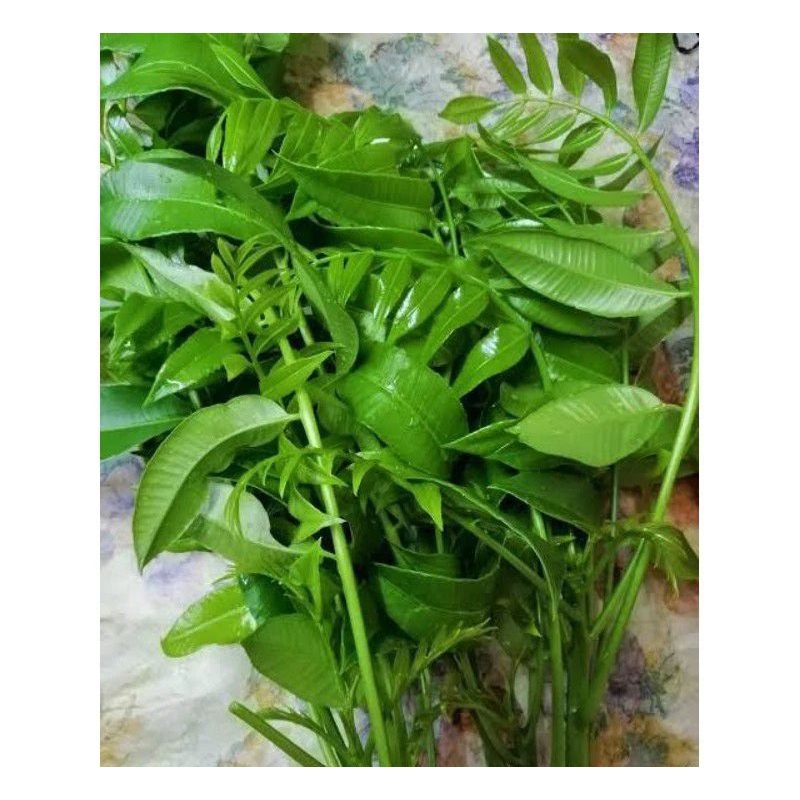 

DAUN KEDONDONG,DAUN KEDONDONG SEGAR,DAUN KEDONDONG MUDA,DAUN KEDONDONG FRESS,DAUN KEDONDONG MURAH 250G