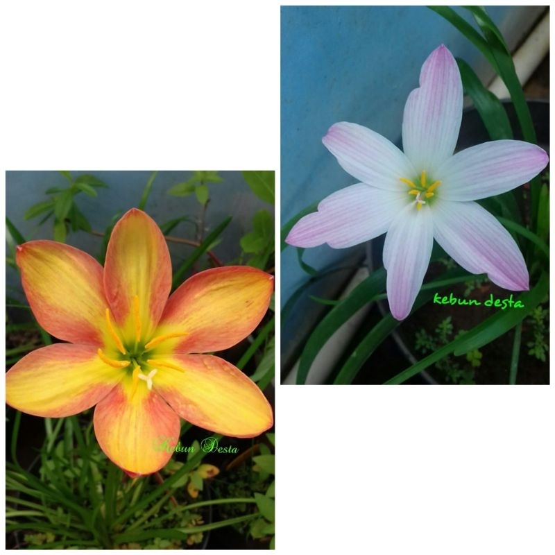 Paket hemat rain lily crimson sunset dan rain lily bubbles