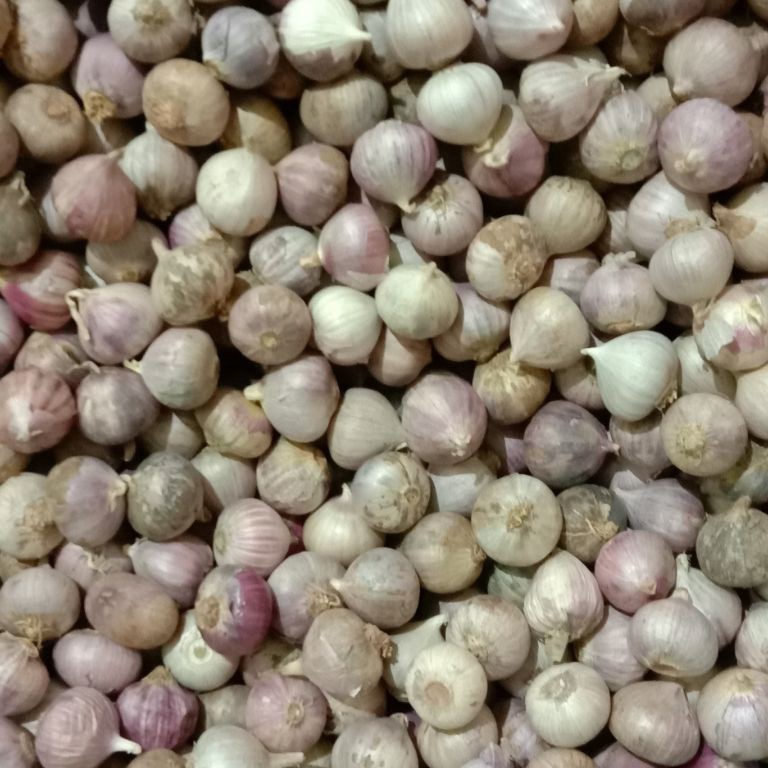 

KODE Q29A Bawang putih tunggal kecil 1kg impor murah