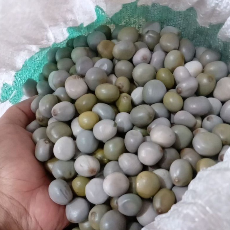 

KODE H45P kalaloyang1kggorekkabiul