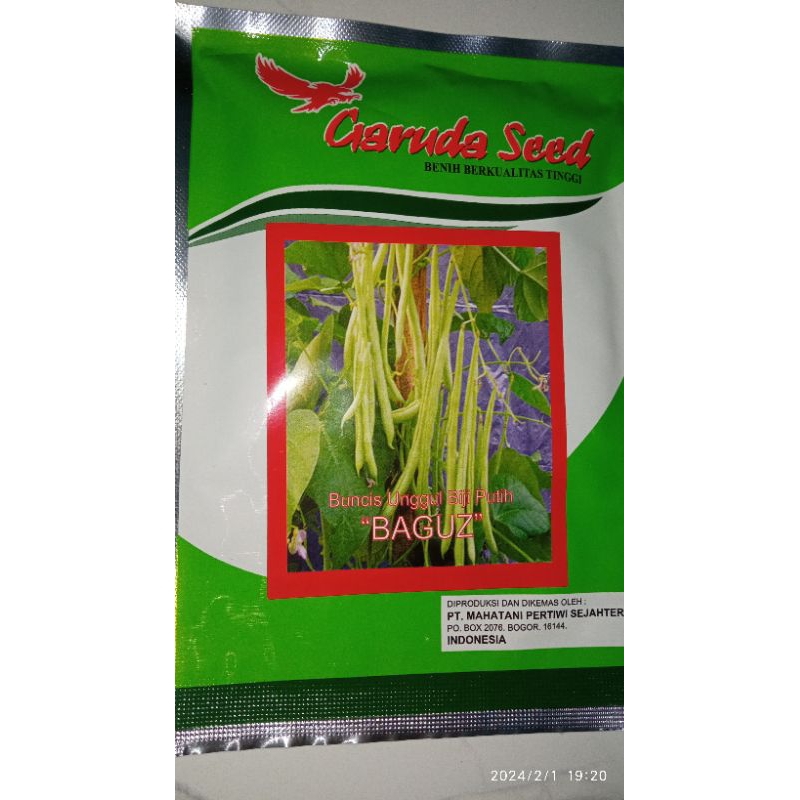 

Benih Buncis biji putih