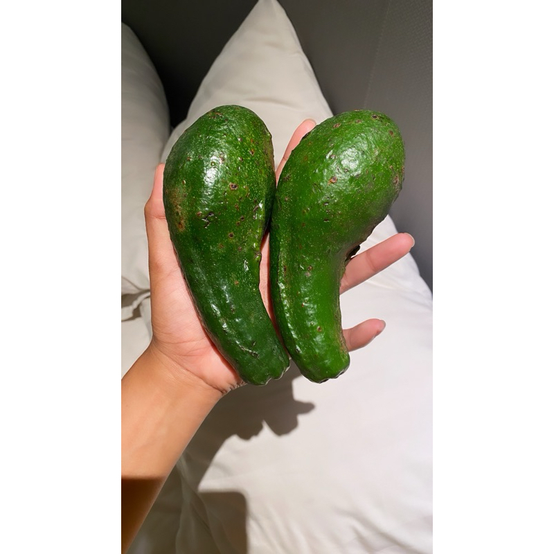 

alpukat bangka hanya pesanan