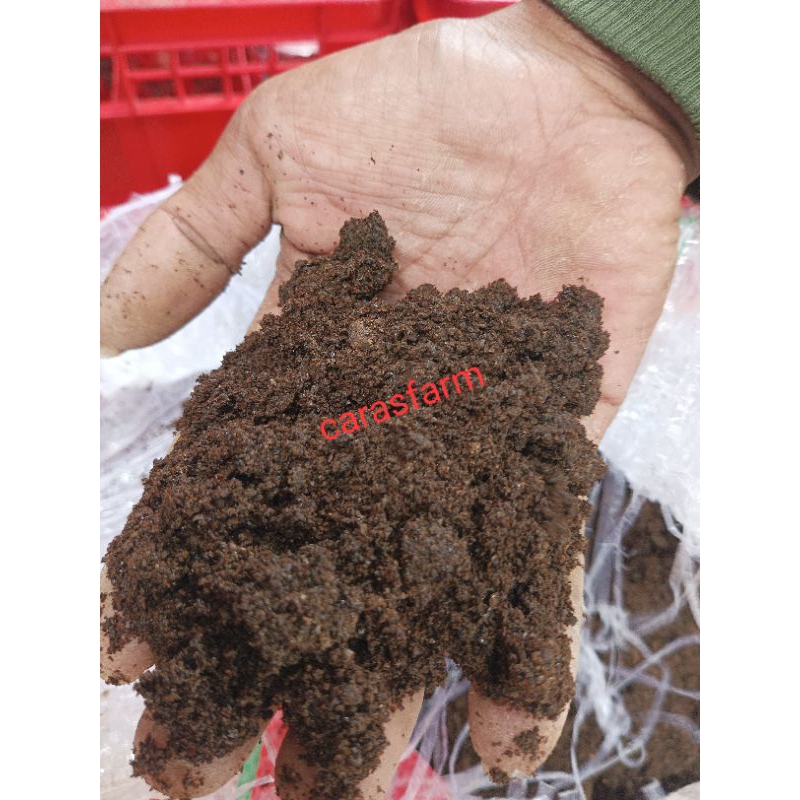 Guano/kotoran kelelawar murni 1/2 kg