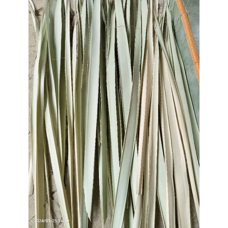 

Daun Siwalan / Lontar BAHAN ANYAMAN Type SEDANG (min 20 Helai) Kering