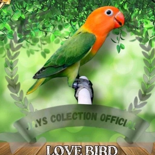 Burung Lovebird Biola Green