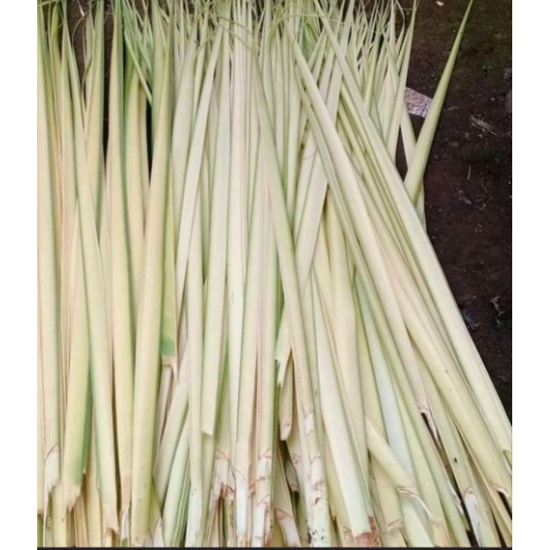 

JANUR DAUN KELAPA/JANUR KUNING/JANUR KETUPAT/KETUPAT JANUR/JANUR/DAUN KELAPA/COCOK UNTUK HIASAN/COCOK UNTUK LEBARAN BIKIN KETUPAT.fresh