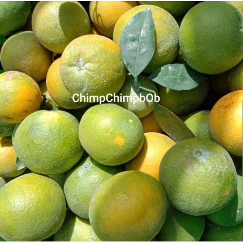 

JERUK JAPFA SEGAR 100% MANIS / JERUK BABY SEGAR 1 KG