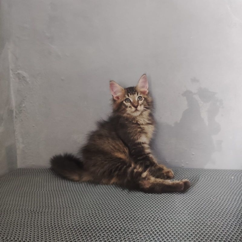 Kucing Mainecoon Nonped