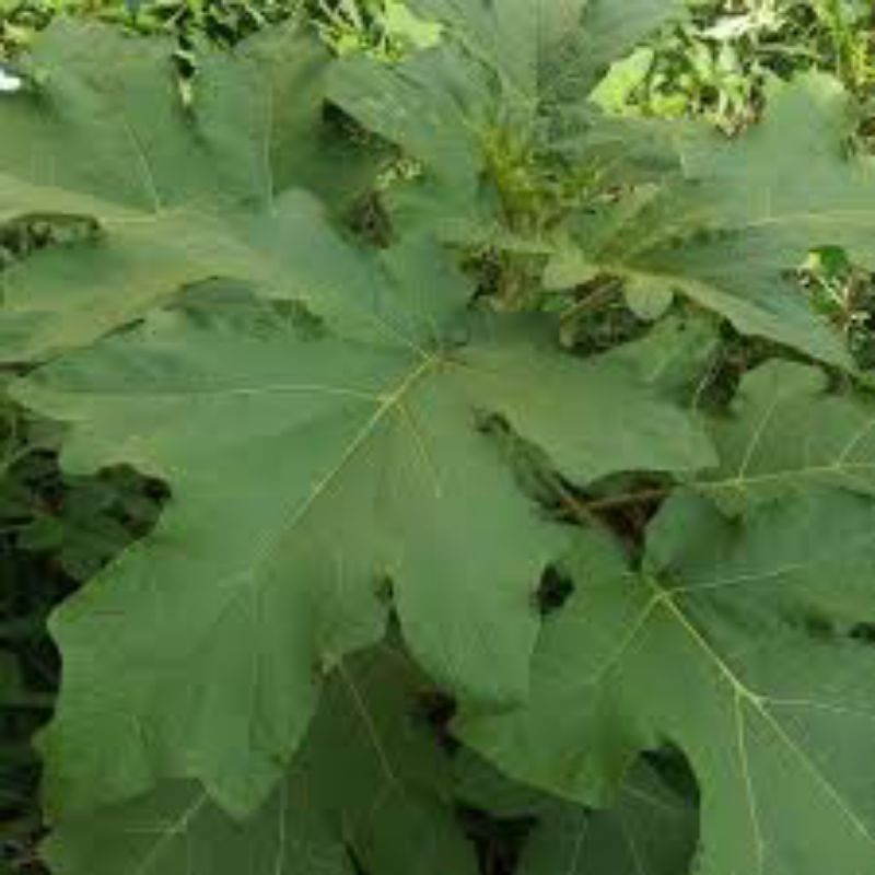 

daun takokak segar 500grm