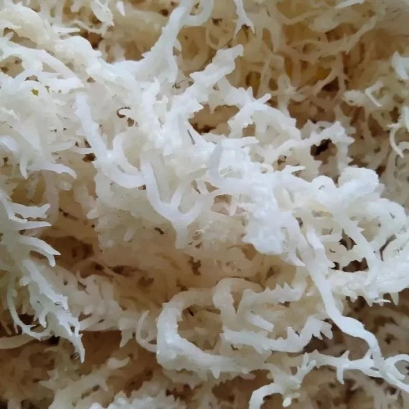 1kg rumput laut kering
