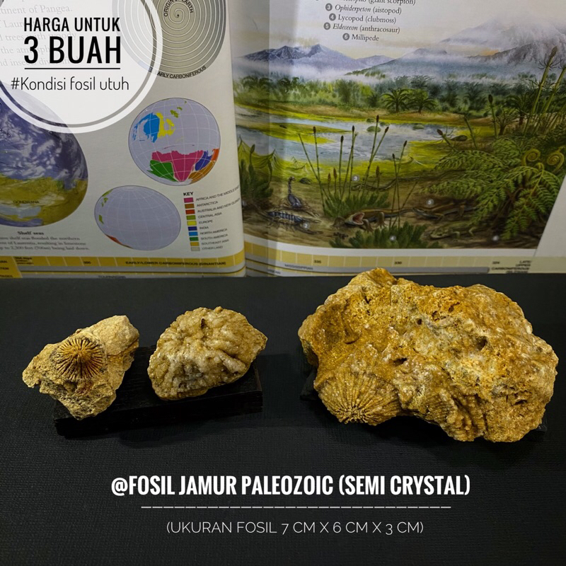 Bongkahan Fosil Jamur Paleozoic E3 atau Fosil Tumbuhan Purba atau Fossil Temuan