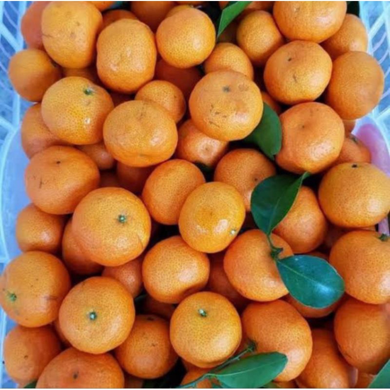 

BSM | TERMURAH Jeruk Santang Daun 500gr - 1kg / Jeruk Santang Segar / Jeruk Santang Daun Segar