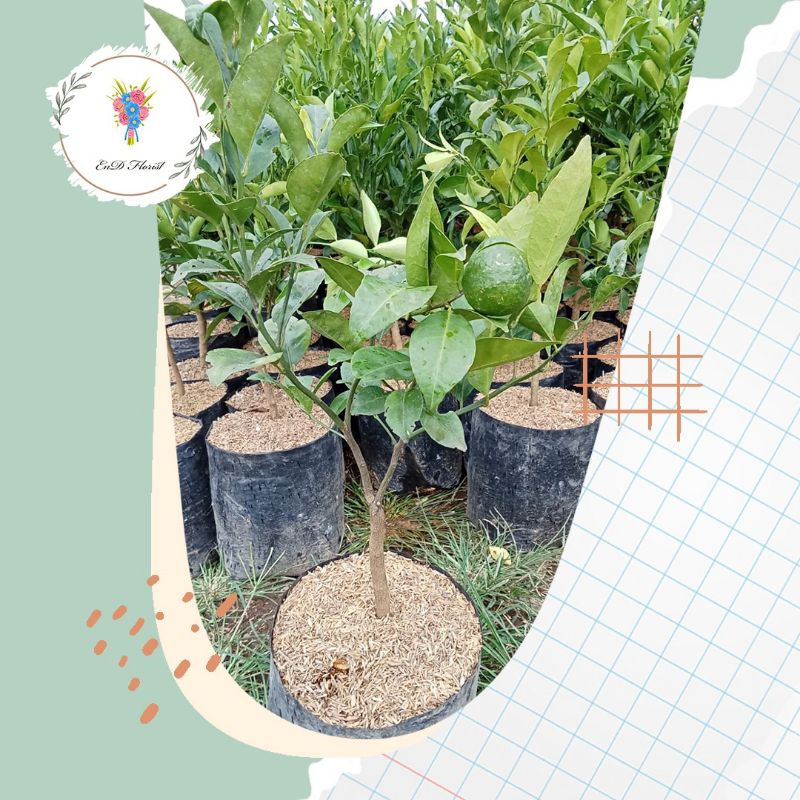 tanaman buah jeruk Santang madu sudah berbuah