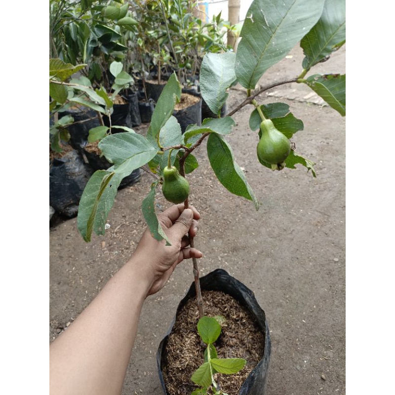 Bibit Jambu kristal Alpukat sudah berbuah