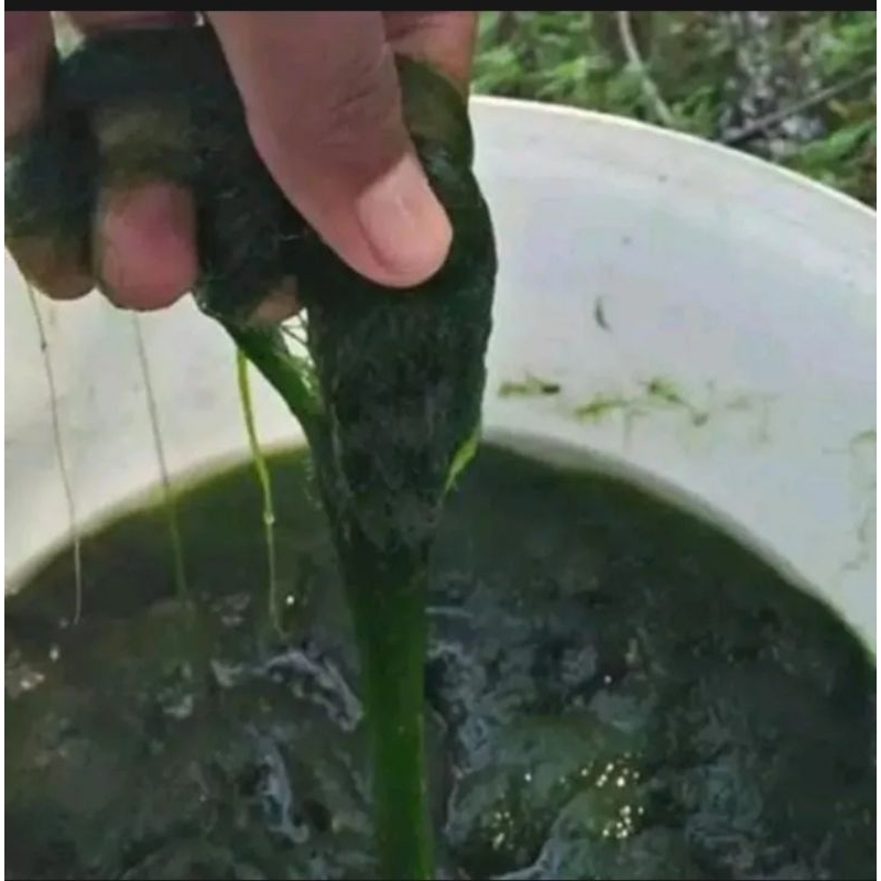 Umpan Lumut Segar / Lumut Segar Umpan Nila / Pelet Lumut Ikan Nila