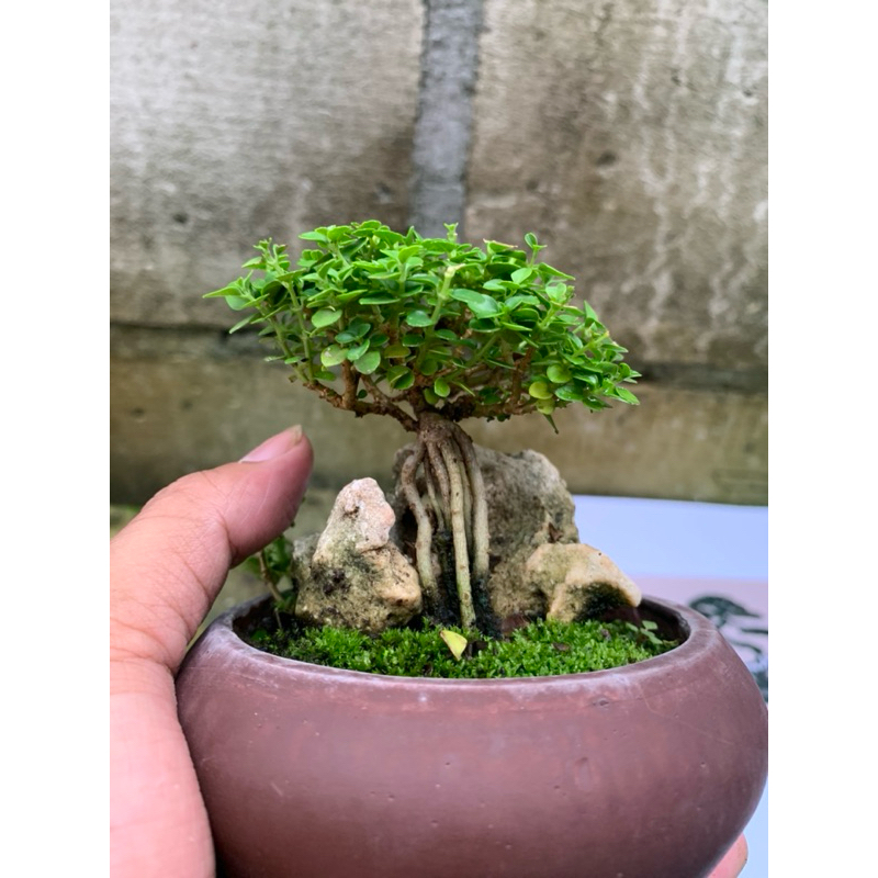 Bonsai Sancang Mini Mame Kecil Shito Real Picture Gambar Asli Siap pajang