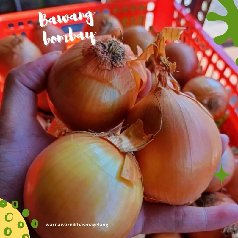 

Bawang bombay asli magelang 1kg