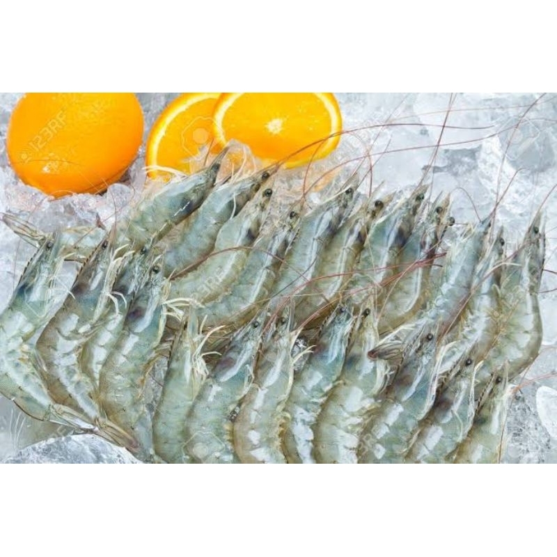 

udang segar - seafood solo