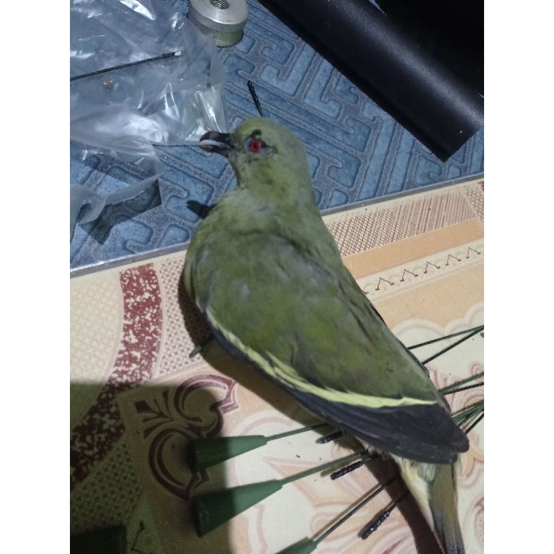 Jontrot Burung Punai Betina