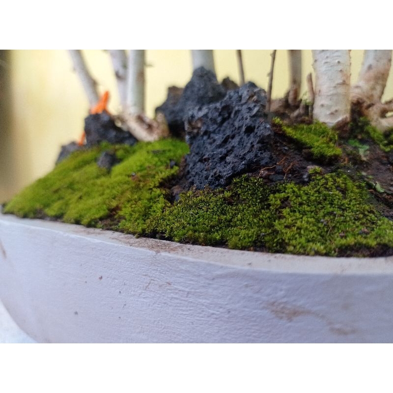 bonsai serut Raff / grouping